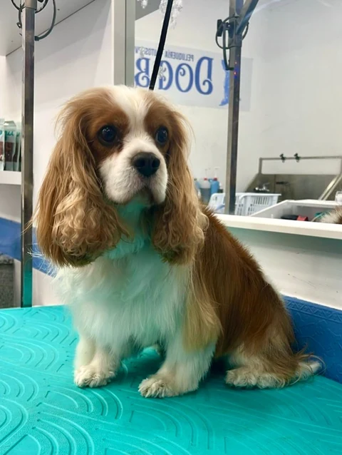 Cavalier King Charles en Dog Barber tras Mantenimiento natural