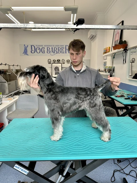 Schnauzer negro y plata con Fran en Dog Barber