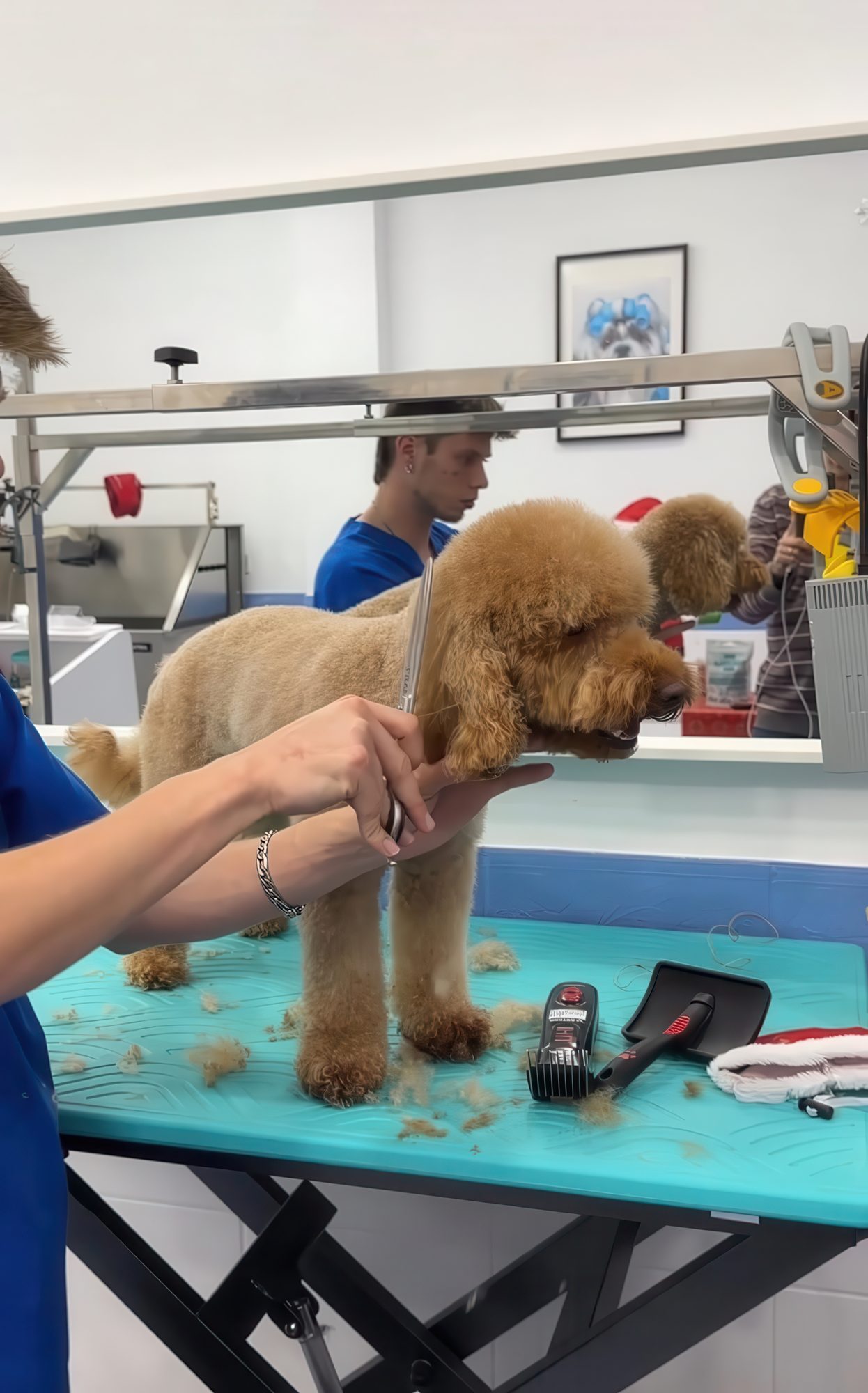 Fran trabajando con un caniche en Dog Barber