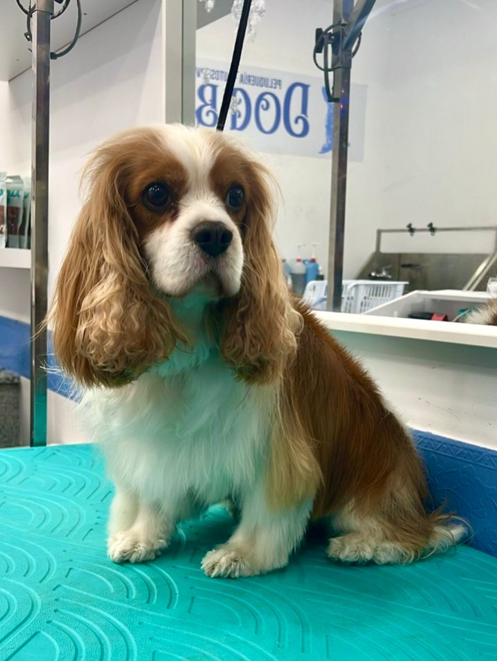 Cavalier King Charles en Dog Barber tras Mantenimiento natural