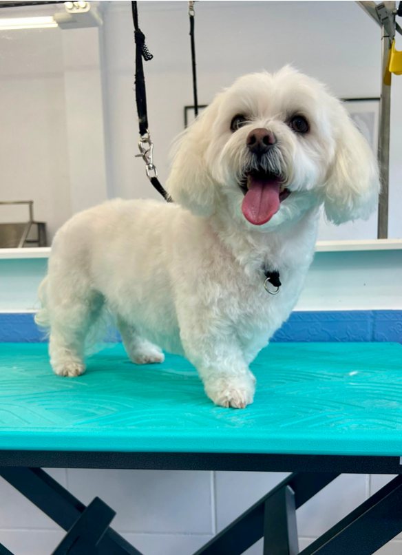 Malt&eacute;s en Dog Barber tras Higiene completa