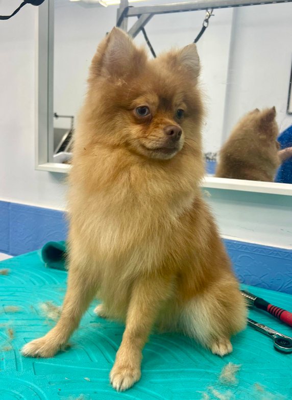 Pomerania en Dog Barber tras Cepillado y volumen