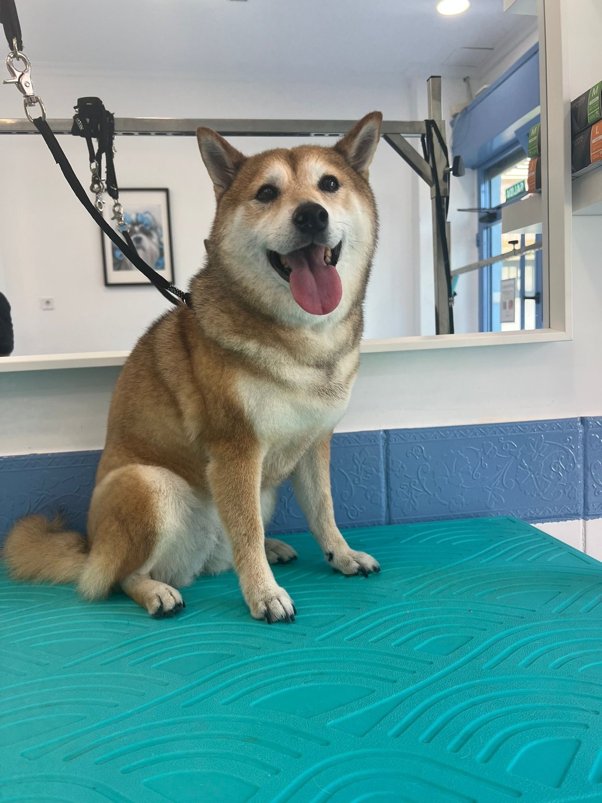 Shiba Inu en Dog Barber tras Deslanado