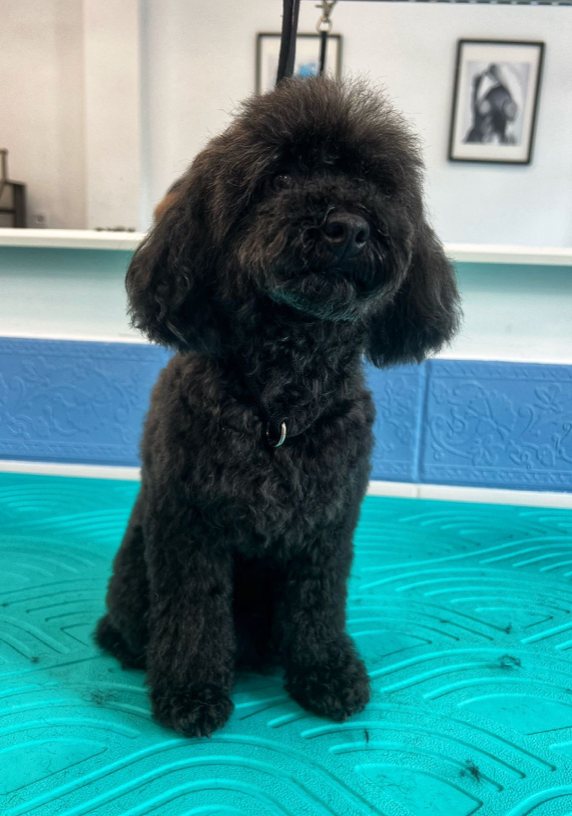 Caniche despu&eacute;s del trabajo de peluquer&iacute;a