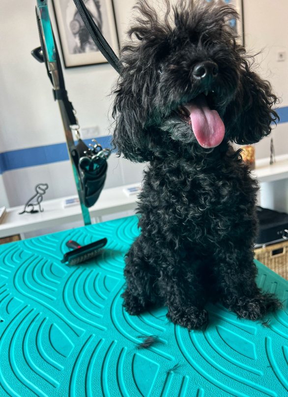 Caniche antes del trabajo de peluquer&iacute;a