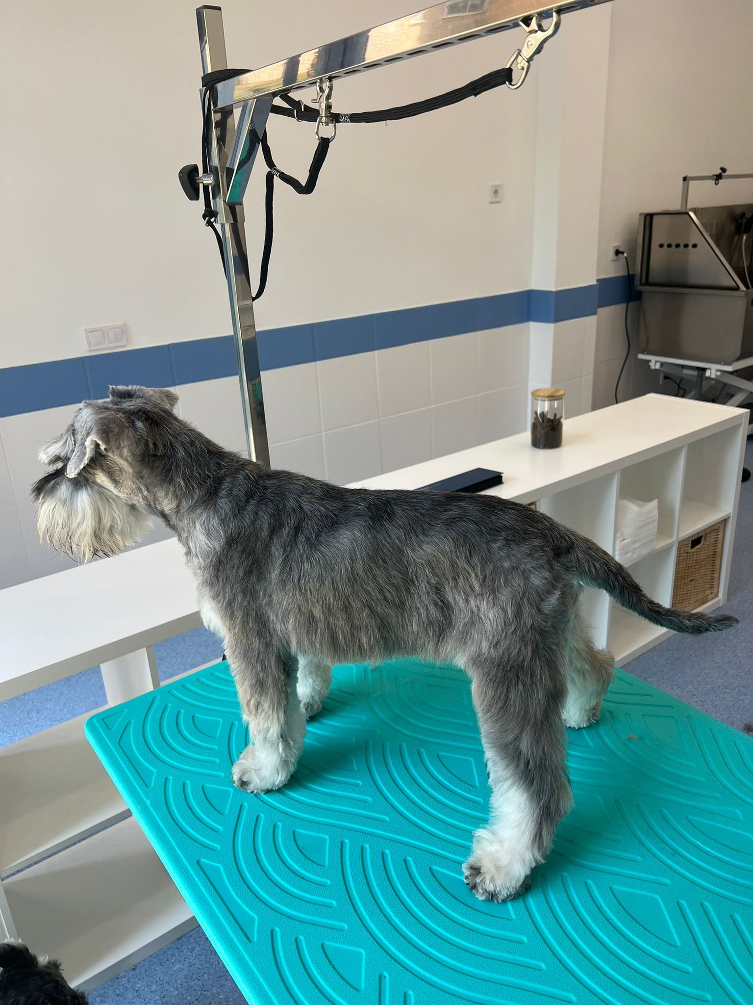 Mika en Dog Barber