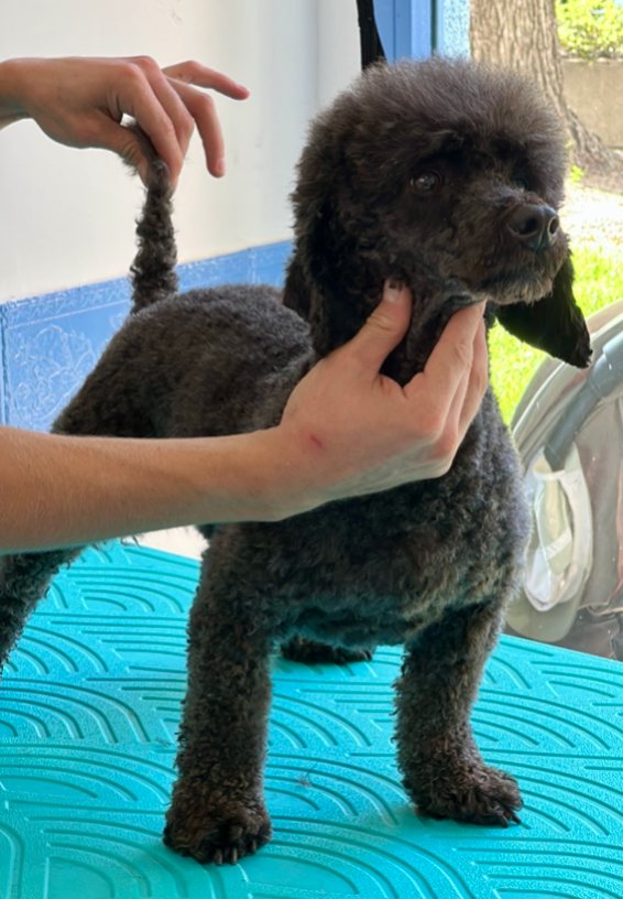 Caniche en Dog Barber tras Acabado final