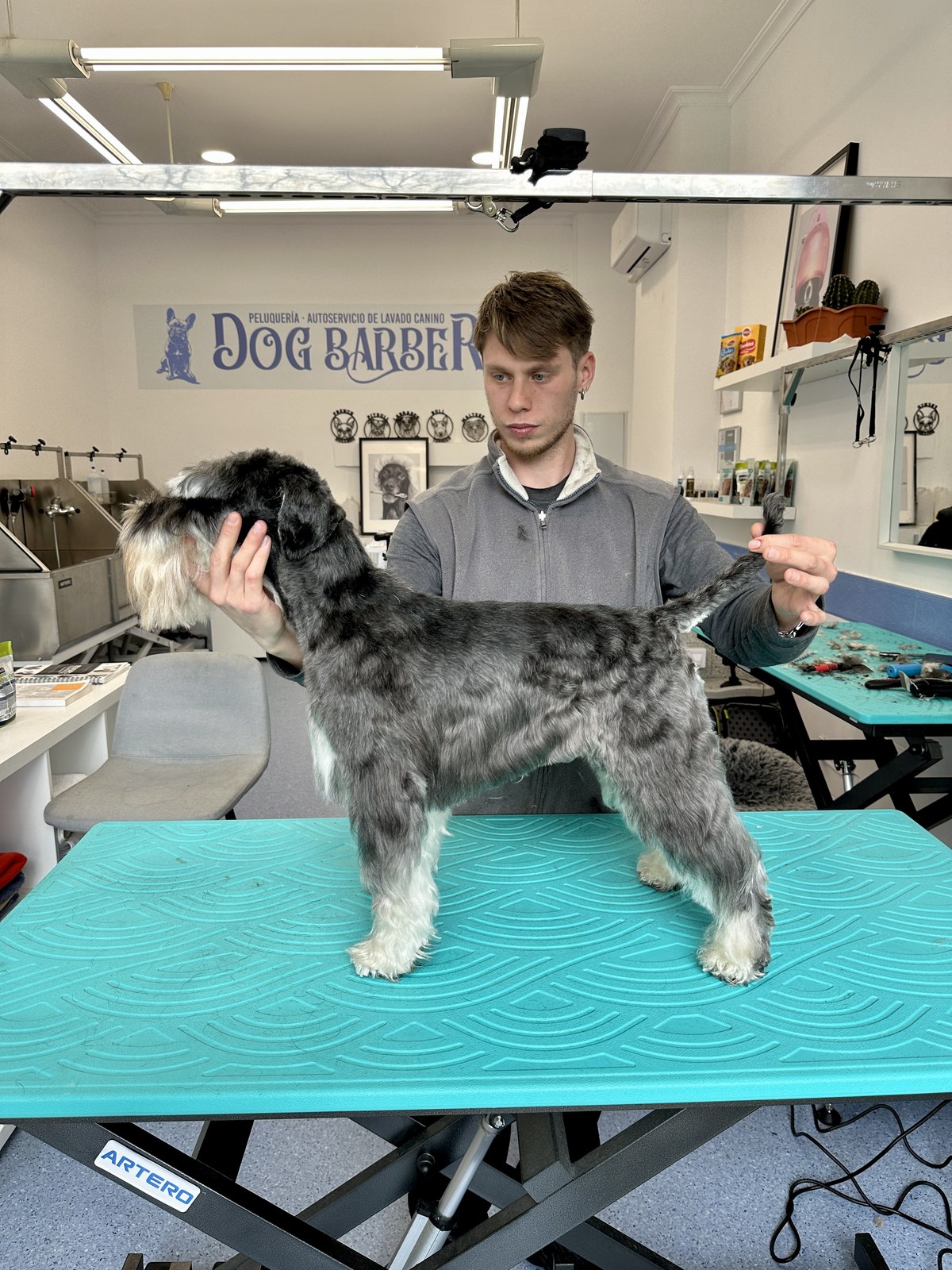 Schnauzer negro y plata con Fran en Dog Barber